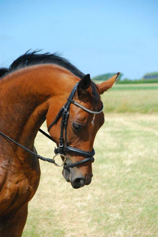 Anden særlig race Refsgaards Cheval billede 13
