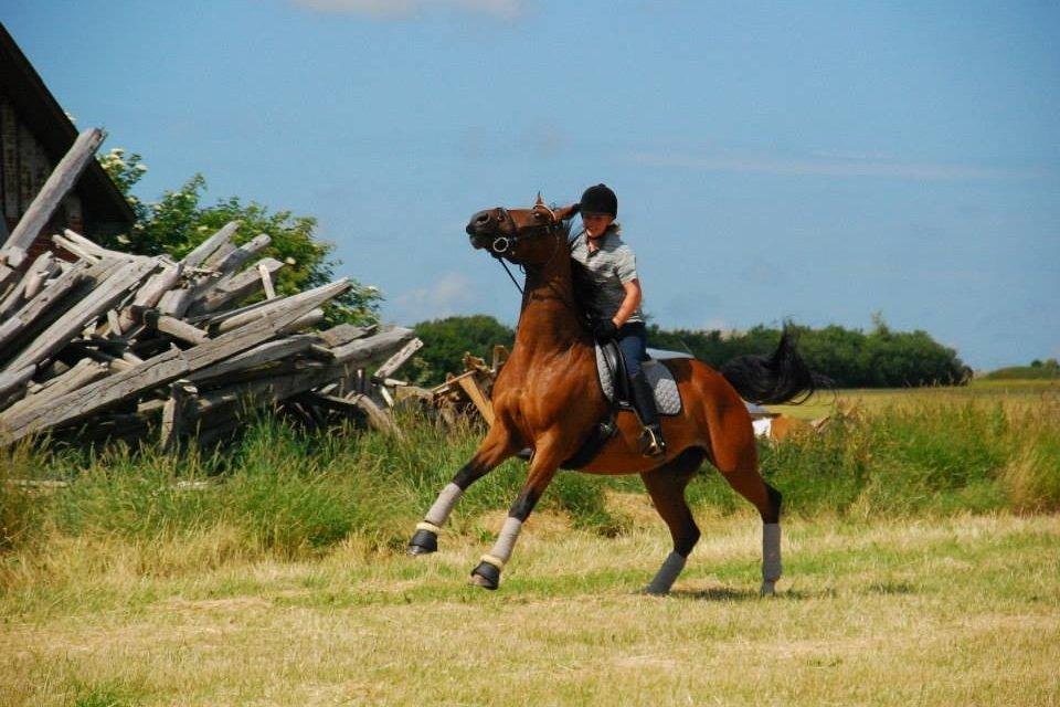 Anden særlig race Refsgaards Cheval billede 14