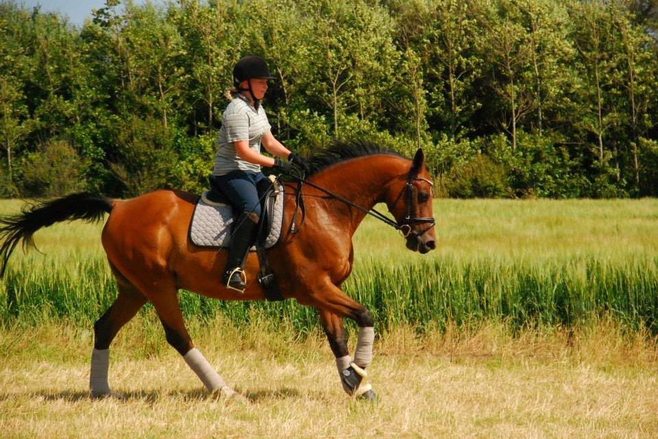 Anden særlig race Refsgaards Cheval billede 15