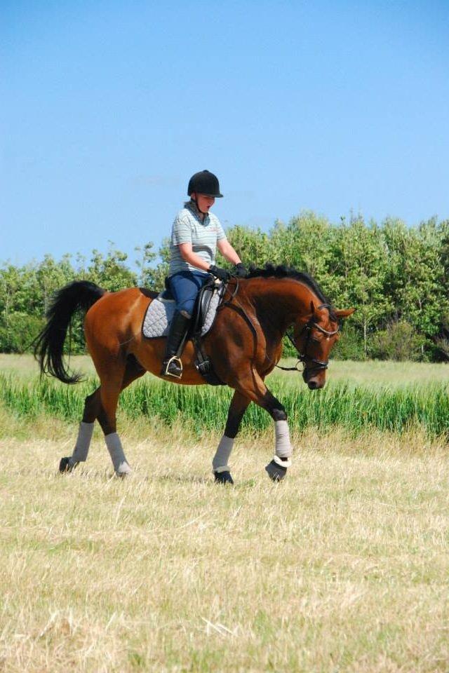 Anden særlig race Refsgaards Cheval billede 16