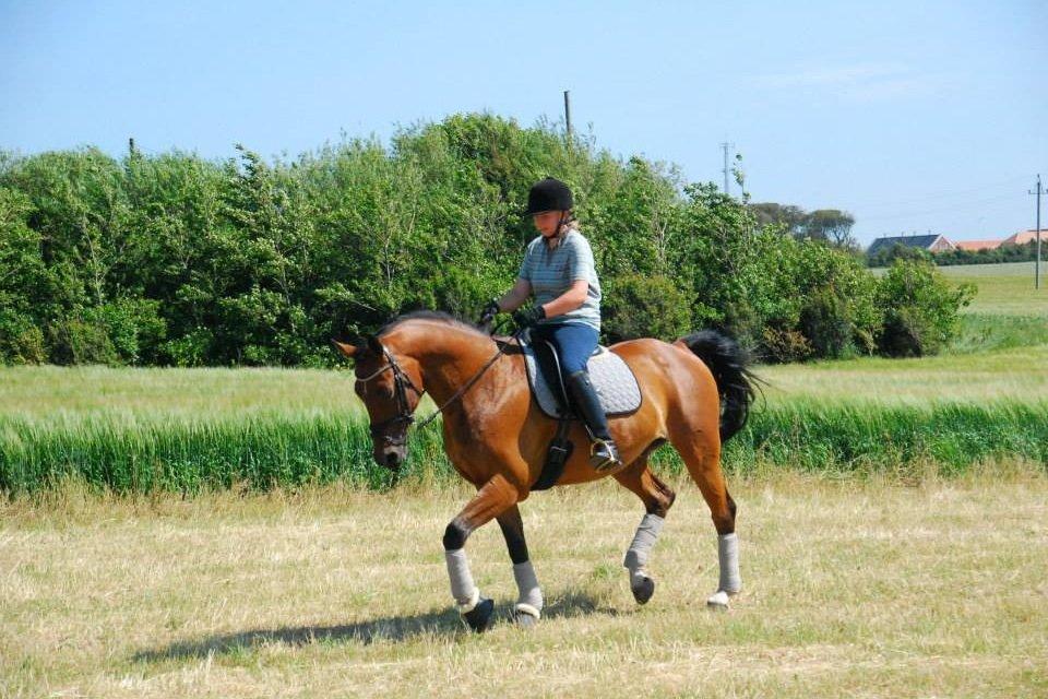 Anden særlig race Refsgaards Cheval billede 17