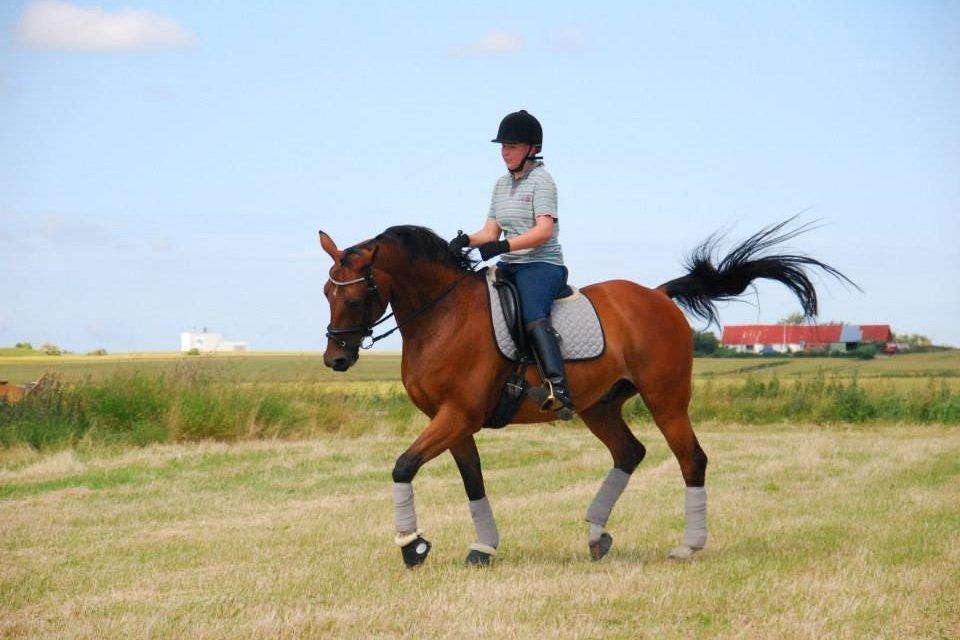 Anden særlig race Refsgaards Cheval billede 18