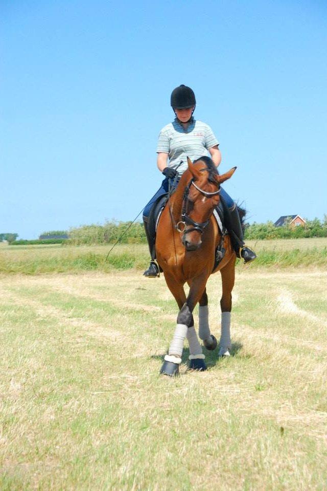 Anden særlig race Refsgaards Cheval billede 19
