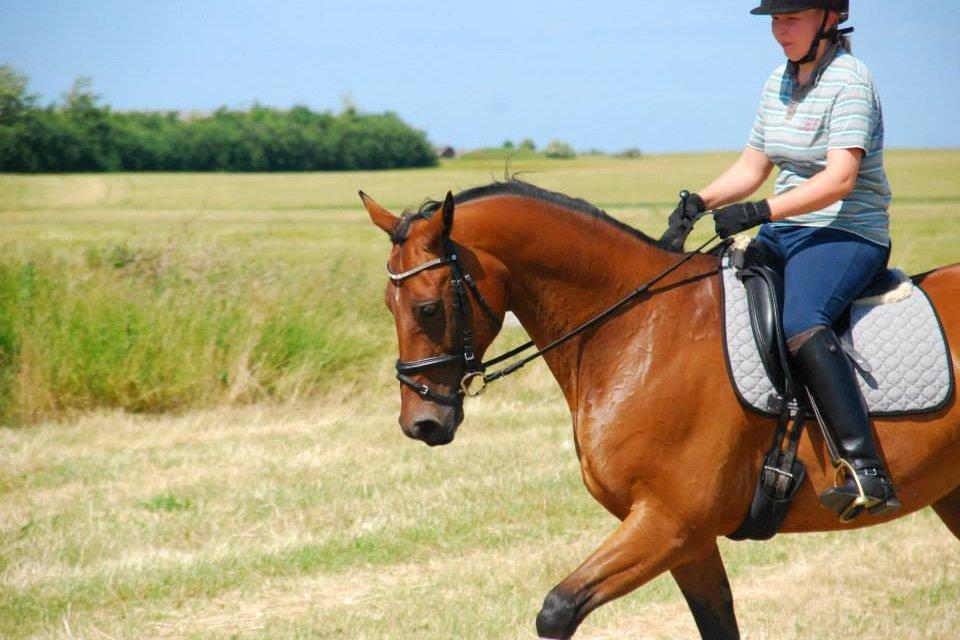 Anden særlig race Refsgaards Cheval billede 20