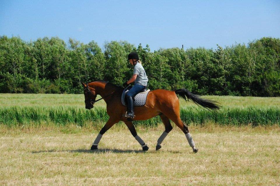 Anden særlig race Refsgaards Cheval billede 21