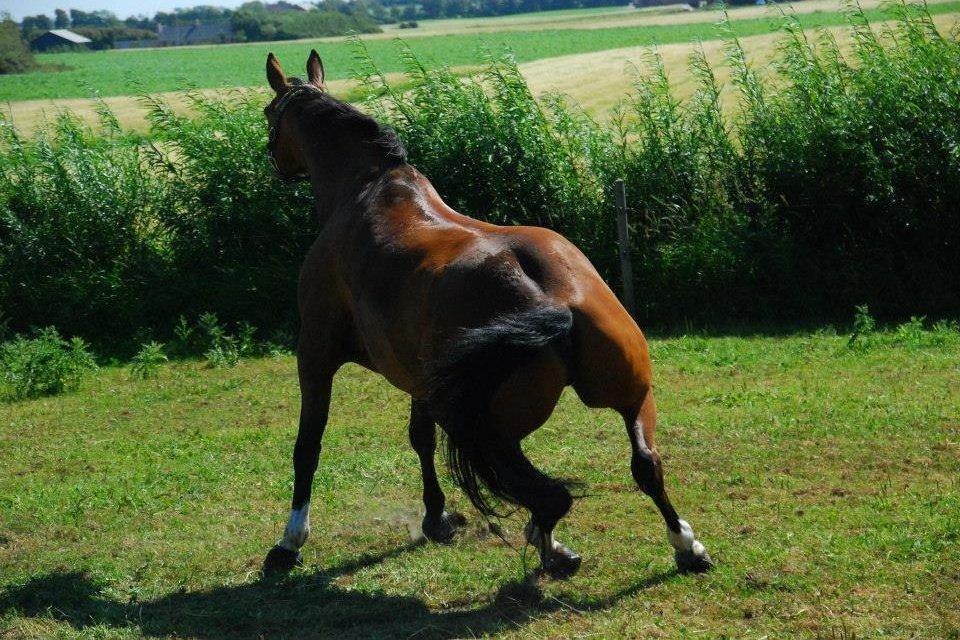 Anden særlig race Refsgaards Cheval billede 22