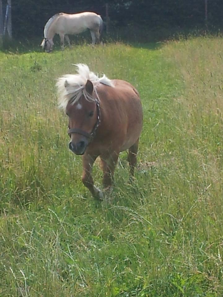 Shetlænder Prins (min tidligere hest) - Prins kommer gående i mod mg<3 billede 3