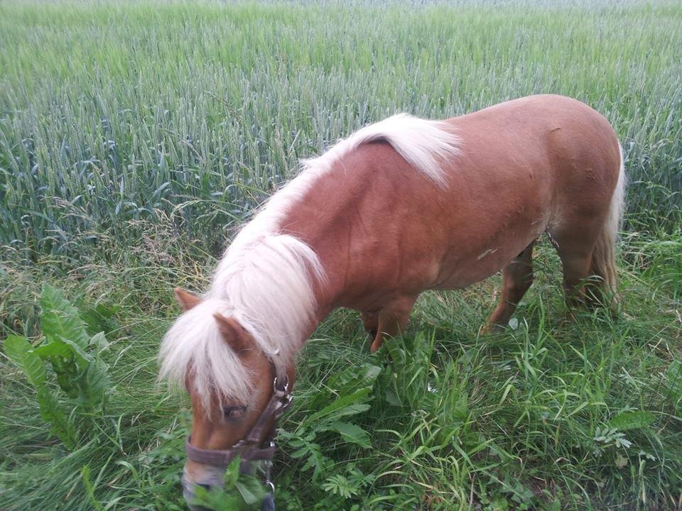 Shetlænder Prins (min tidligere hest) - Prins på sin første gå tur sammen med mig <33 billede 16