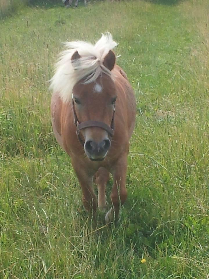 Shetlænder Prins (min tidligere hest) - Prins kommer gående mig i møde<33 billede 12