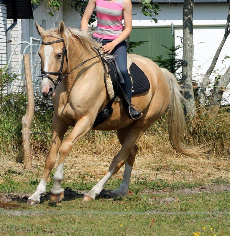 Anden særlig race Roosgårdens Chanta Lou billede 4