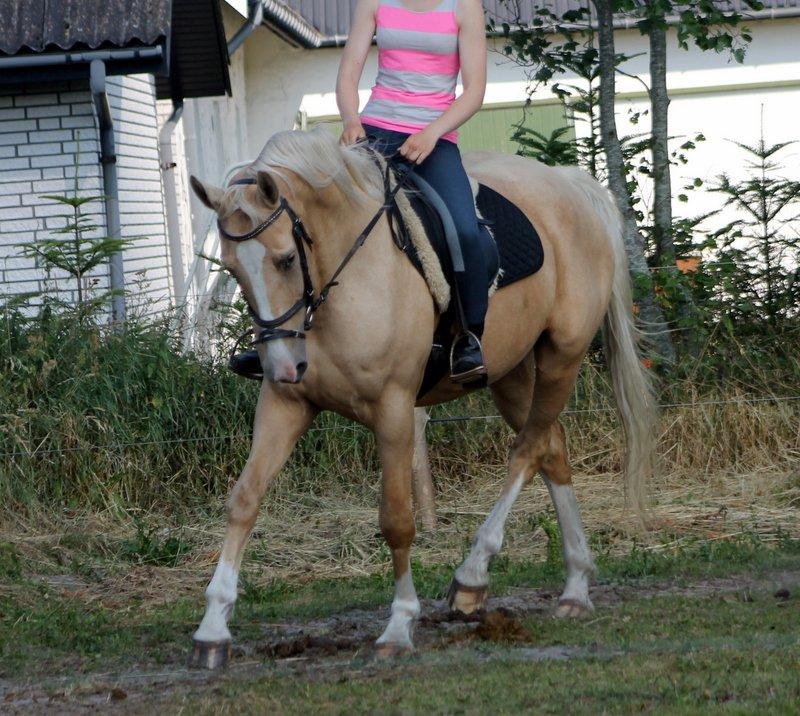 Anden særlig race Roosgårdens Chanta Lou billede 5