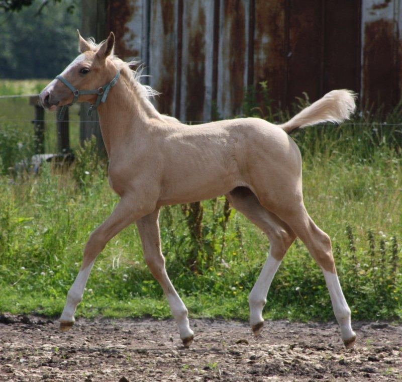 Anden særlig race Roosgårdens Chanta Lou - flaske som ½ års :)  billede 6