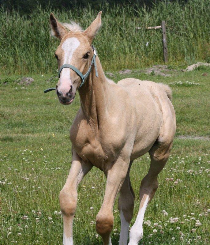 Anden særlig race Roosgårdens Chanta Lou billede 8