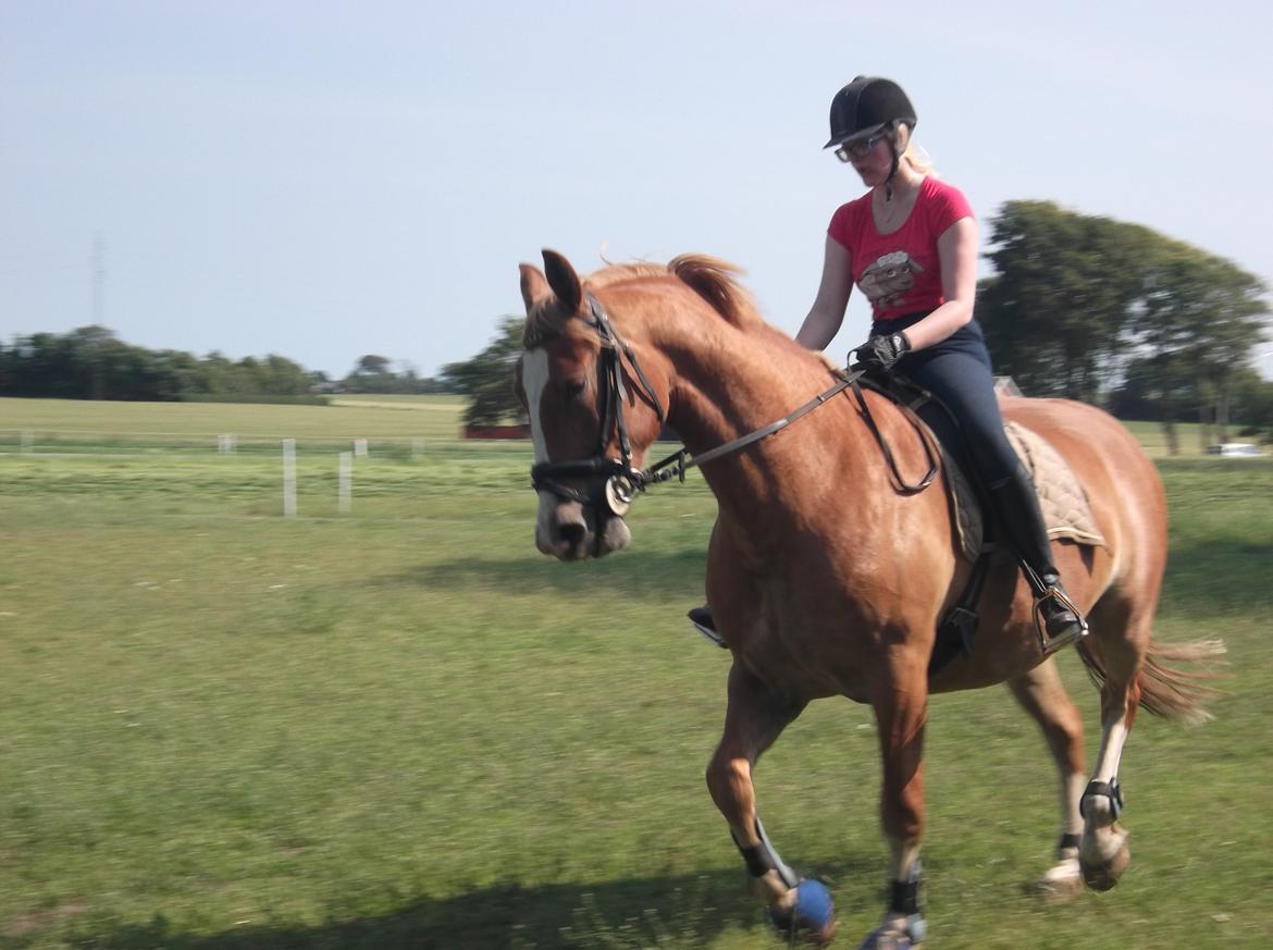 Frederiksborg Romeo - Min søster og Romeo - 7. Juli 2013 billede 12