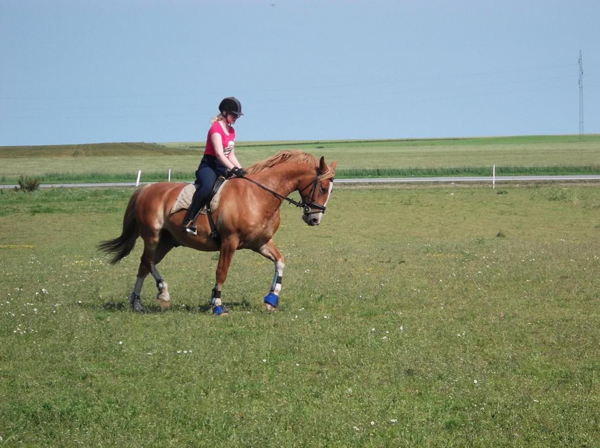 Frederiksborg Romeo - Min søster og Romeo - 7. Juli 2013 billede 13