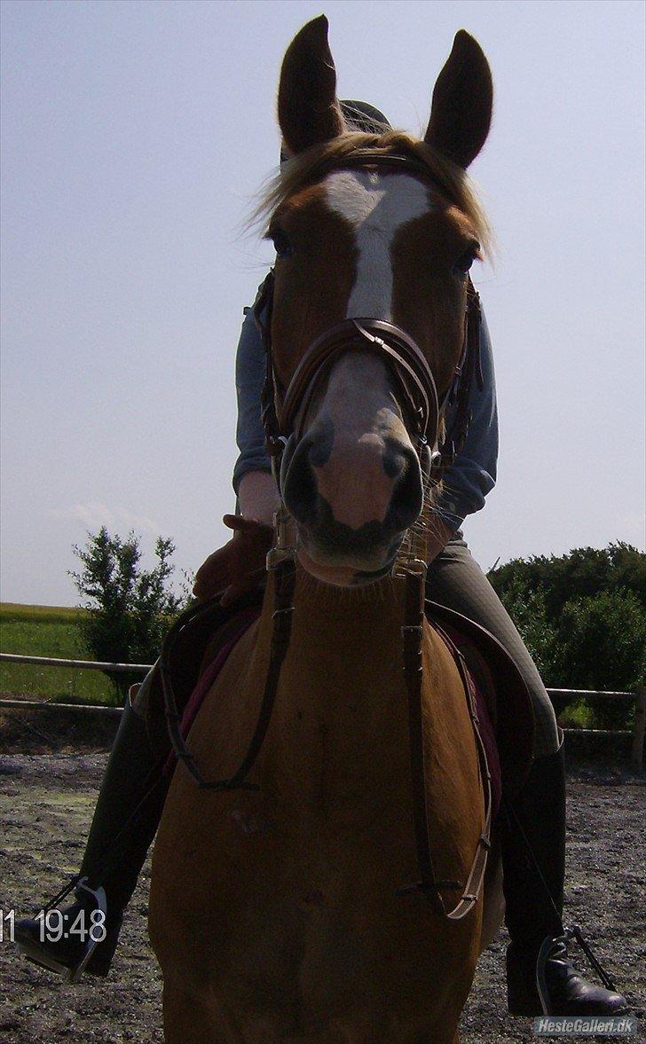 Frederiksborg Romeo billede 15