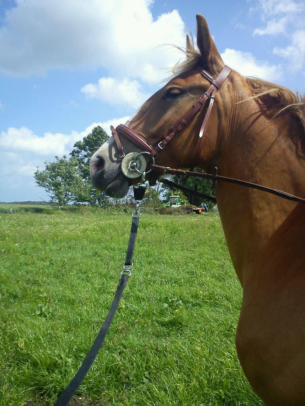 Frederiksborg Romeo billede 16