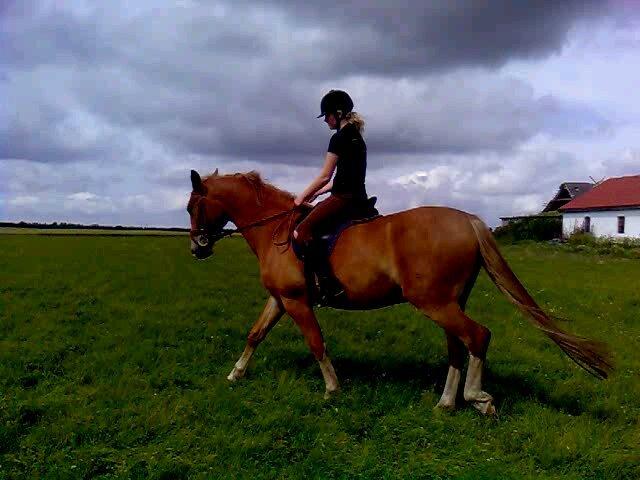 Frederiksborg Romeo billede 17