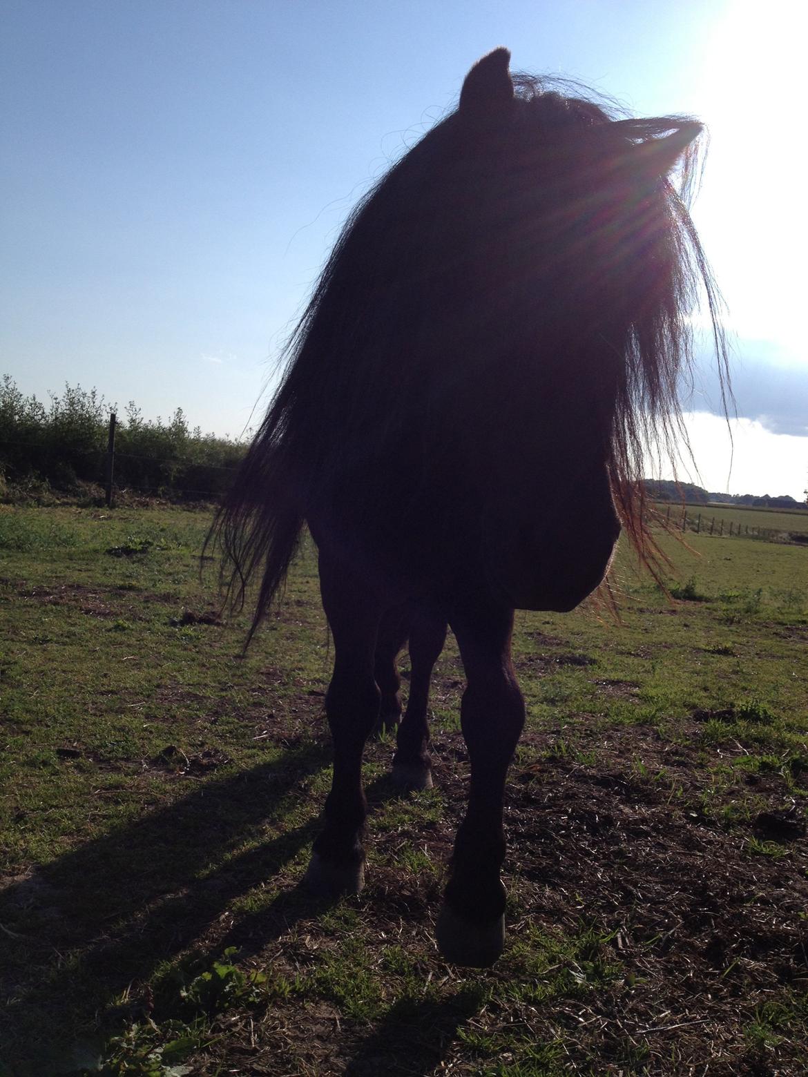 Shetlænder Waulkmill Woodpecker billede 13