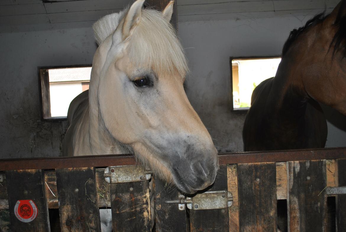 Fjordhest Kildegårdens Buller Mustang_ My Life <3_ billede 15