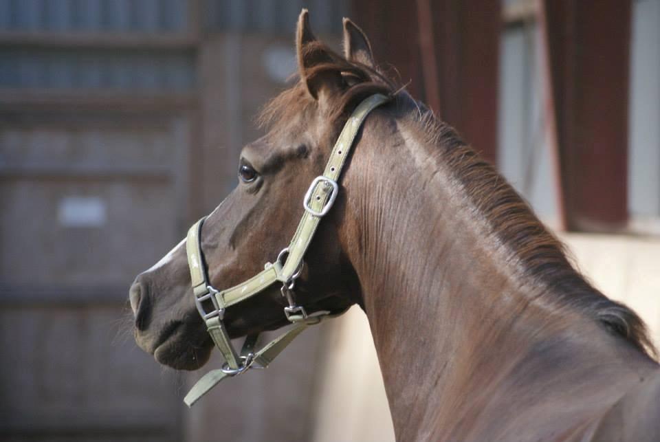 Anden særlig race Honey (Har redet) billede 23