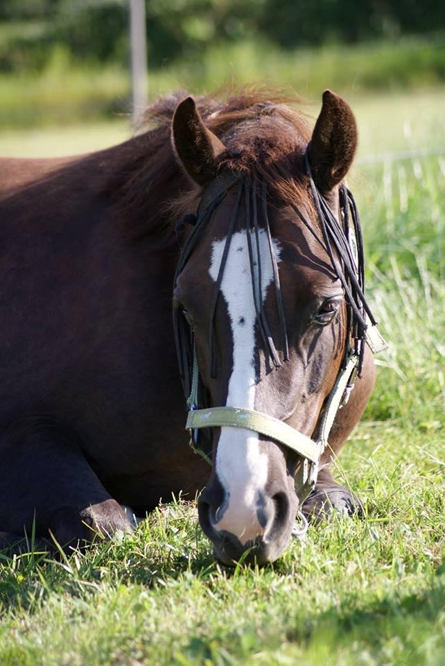 Anden særlig race Honey (Har redet) billede 18