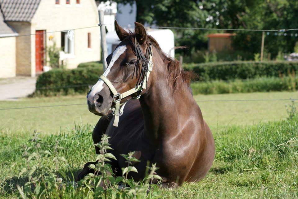 Anden særlig race Honey (Har redet) billede 17