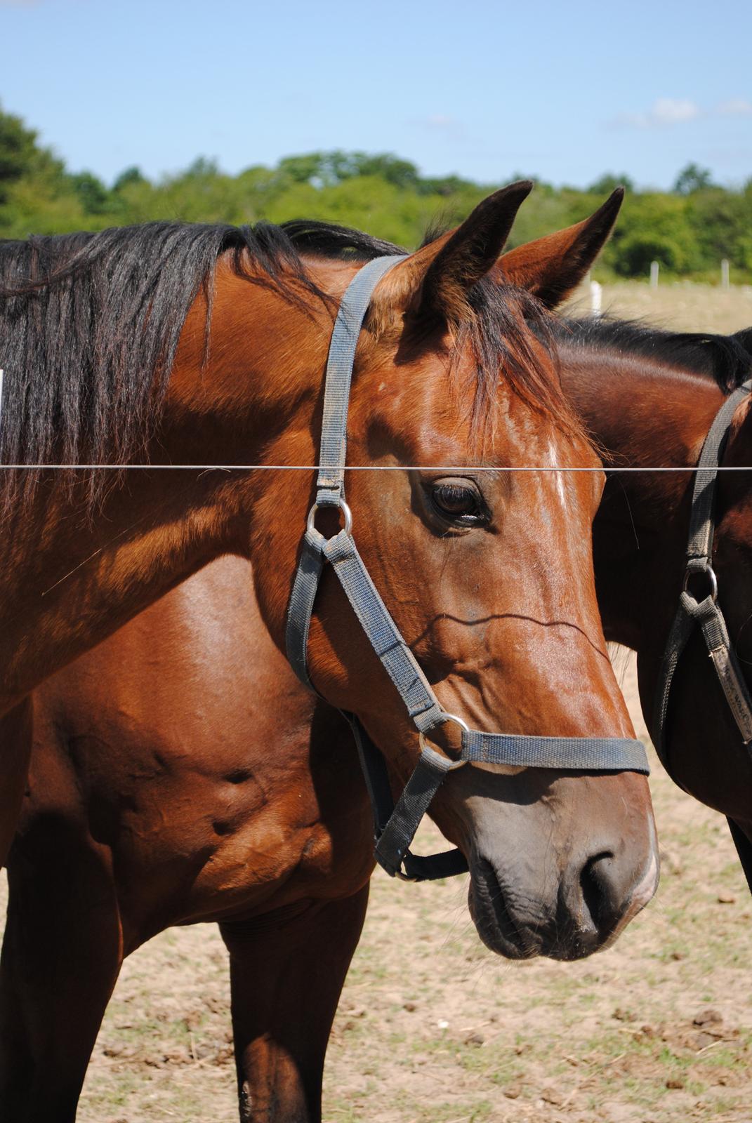 Traver Lynet Lendalund <3 - min smukke dreng <3 17/7-2013 billede 5