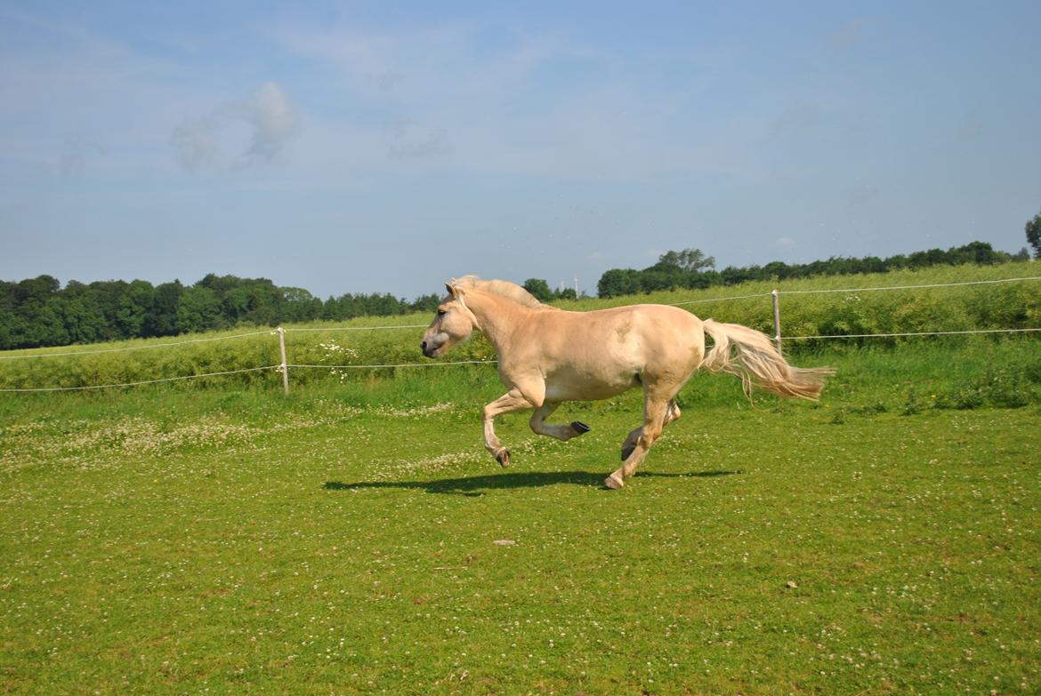 Fjordhest Kildegårdens Buller Mustang_ My Life <3_ billede 4