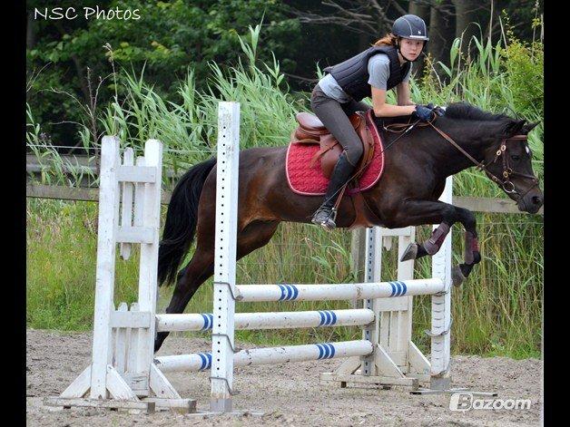New Forest Løgtholt´s Bastian <3  - velkommen til Bastian´s profil :-) springning på Dutterup  billede 1