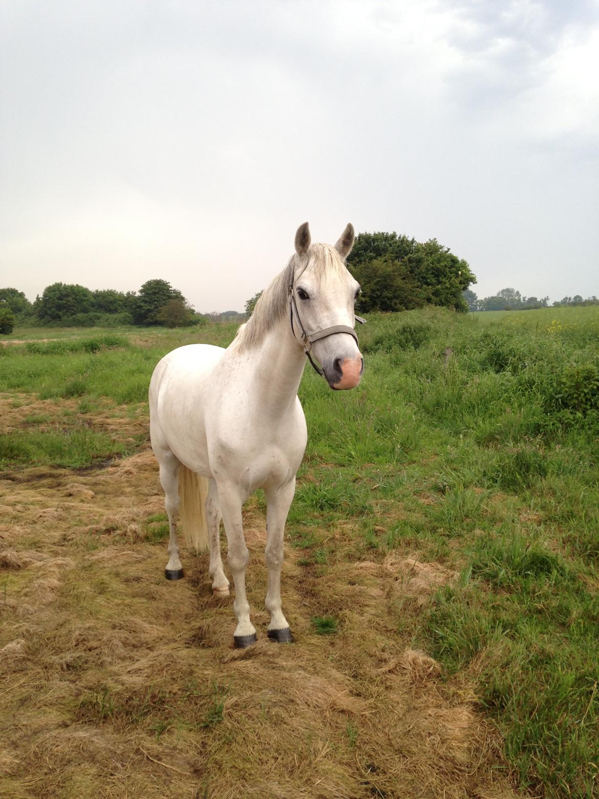 Welsh Pony (sec B) Bjerregårds bravour - uden på engen... billede 4