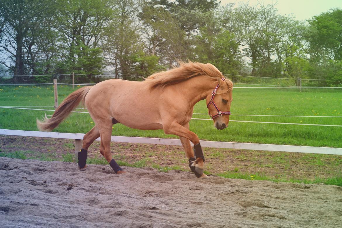 Anden særlig race Baby aka. Tino Von Rebel - 19. maj, 2013 -  billede 19