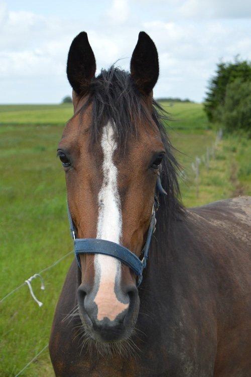 Traver Preppy Lavec billede 11