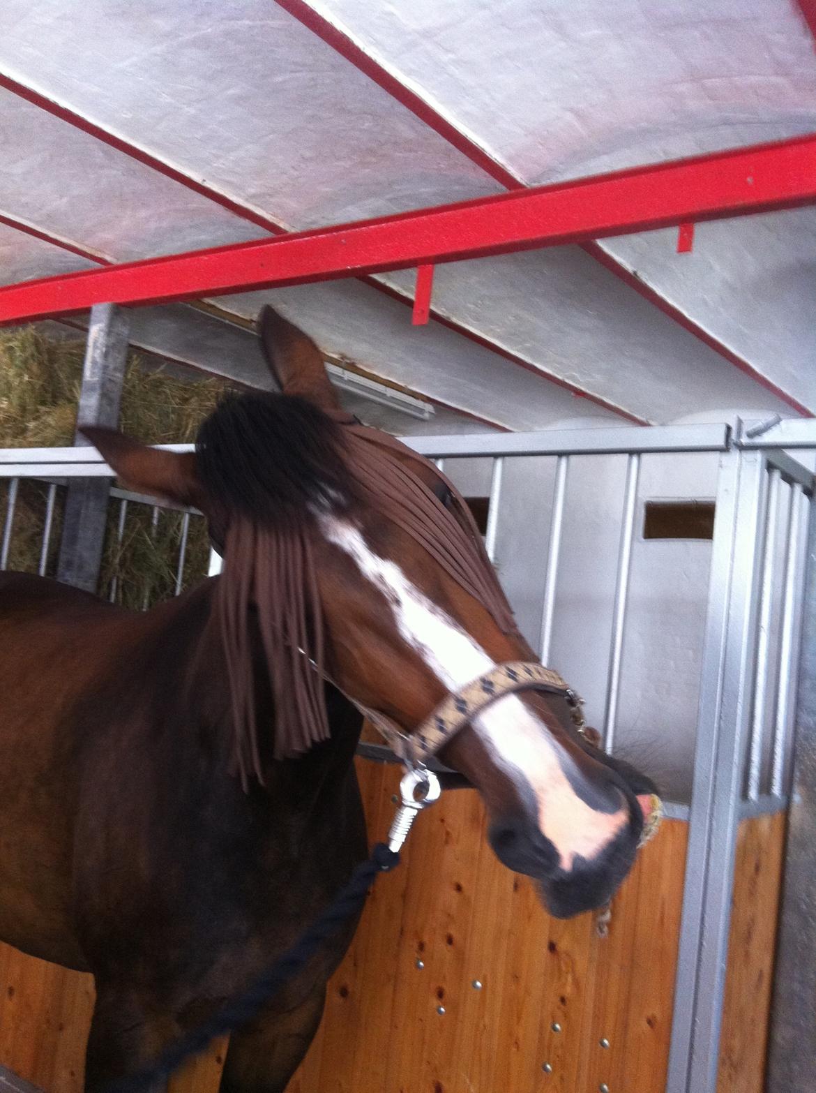 Traver Preppy Lavec billede 12