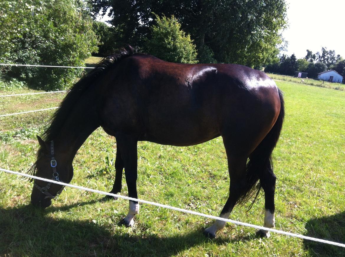 Traver Preppy Lavec billede 13