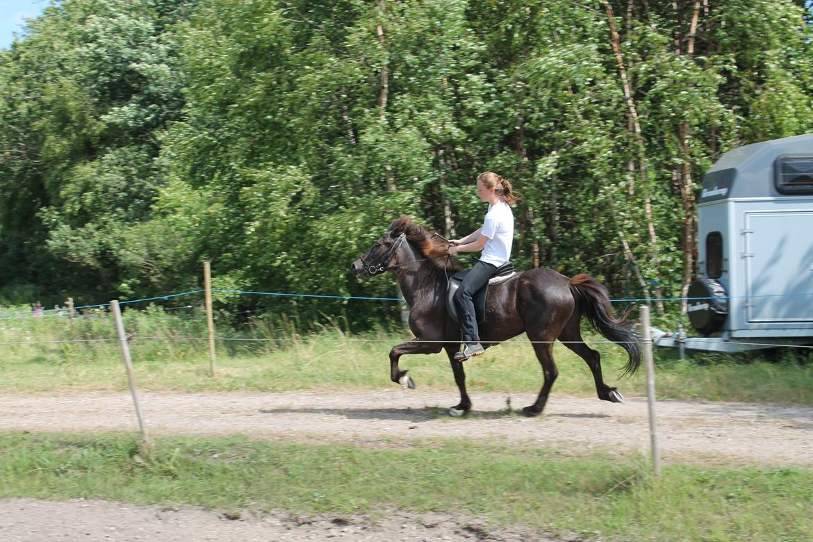 Islænder Spoi fra Hald - Velkommen til Spói fra Hald´s profil. Enjoy :-) billede 1