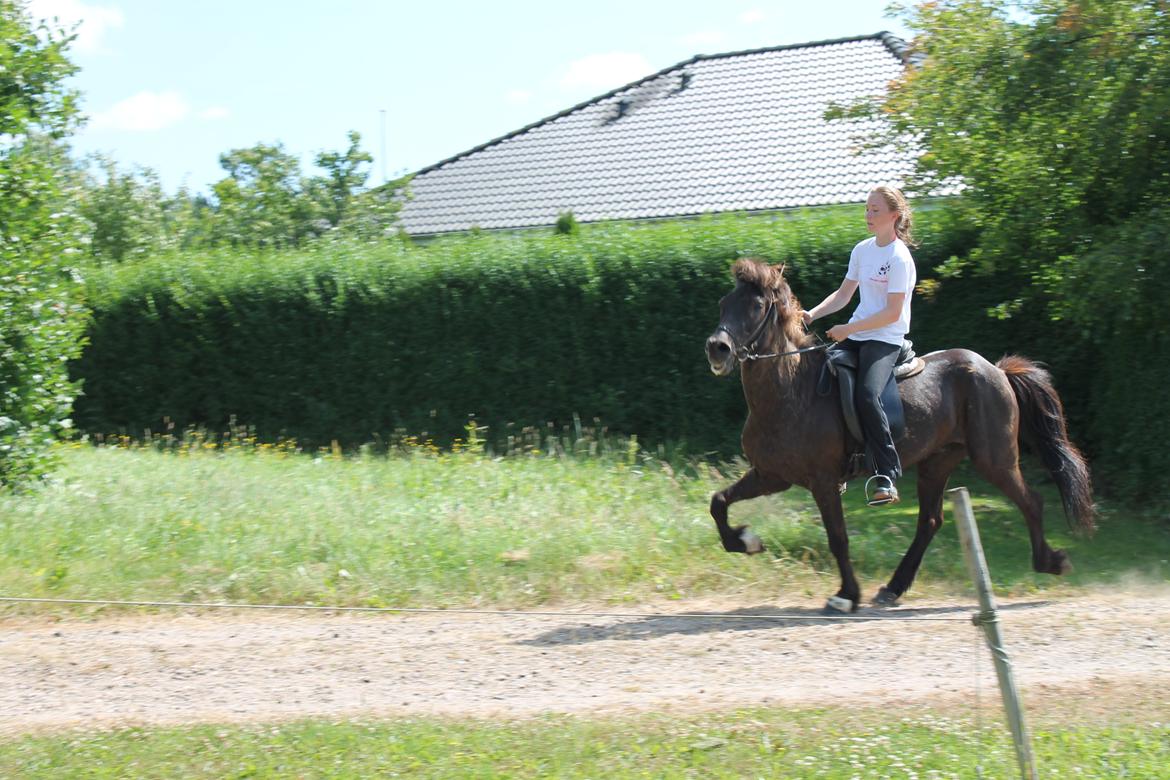 Islænder Spoi fra Hald - Midl. Tempo tølt. billede 11