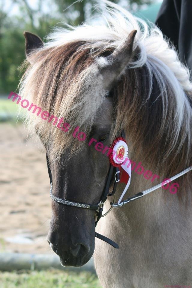 Islænder Kviða fra Hellu - 1. Plads!❤ billede 3