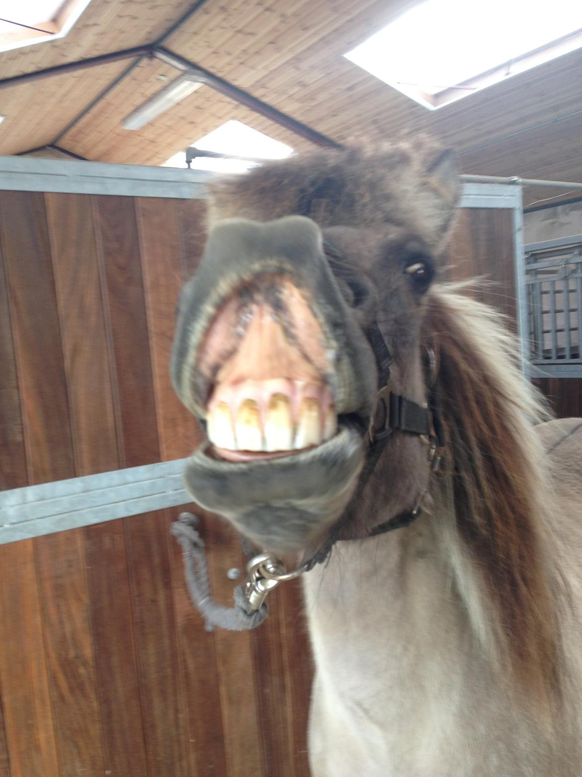 Islænder Kviða fra Hellu - Smil til kameraet!❤ billede 9