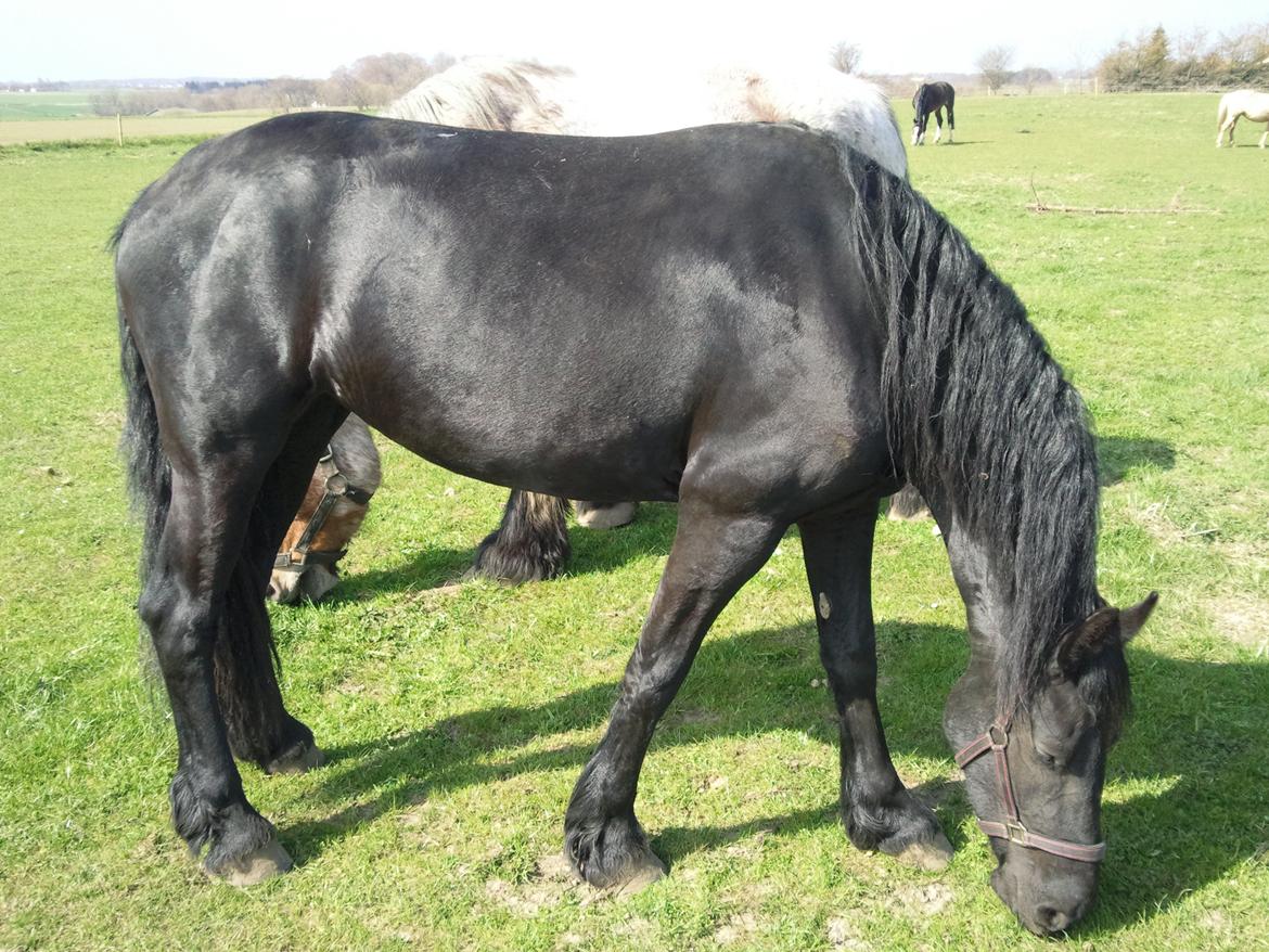 Frieser Nannabel af Ripa billede 12