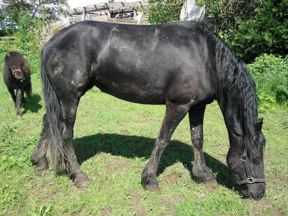 Frieser Nannabel af Ripa billede 13