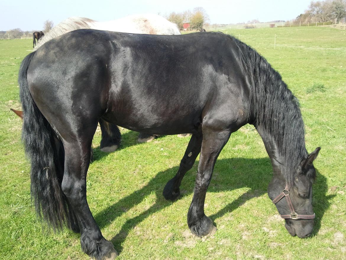 Frieser Nannabel af Ripa billede 14