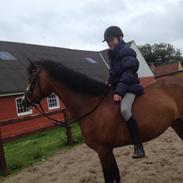 Anden særlig race Roosgårdens Chianti