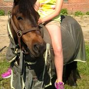 Anden særlig race Prins