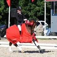 Welsh Mountain (sec A) Springbourne Huckleberry A-PONY (SOLGT)