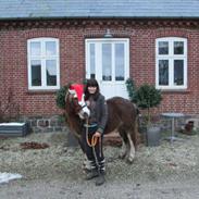 Welsh Pony af Cob-type (sec C) Holmgårdens Amazing star (Solgt) miss you so much