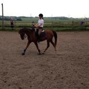 Welsh Cob (sec D) Thistledown Jumping Jack