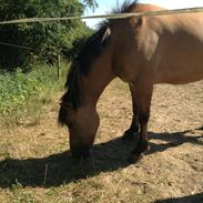 Anden særlig race Honey