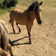 Anden særlig race Honey