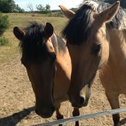 Anden særlig race Honey